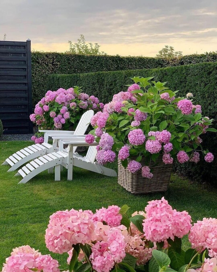 Гортензия крупнолистная ремонтантная