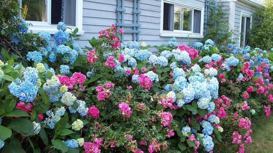 Гортензия крупнолистная изгородь