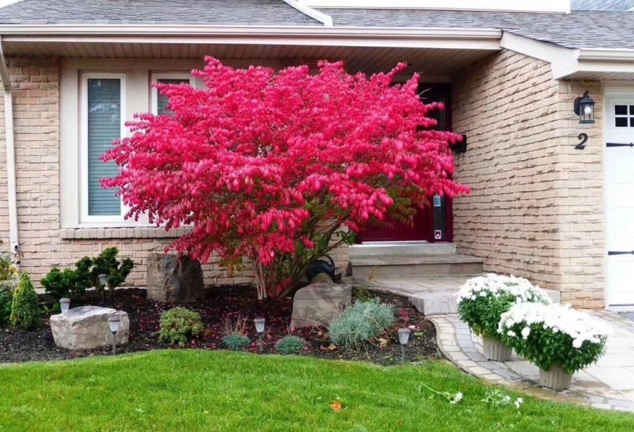 Бересклет крылатый Файербол