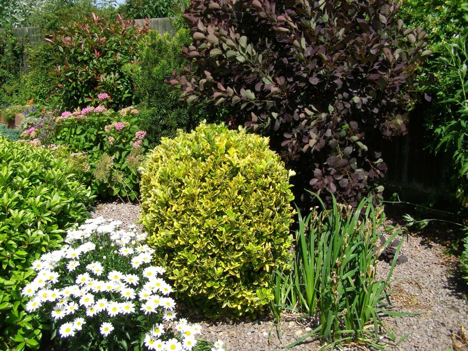 Бересклет крылатый Форчуна