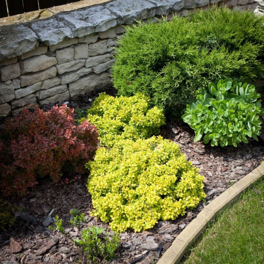 Барбарис Тунберга Адмире