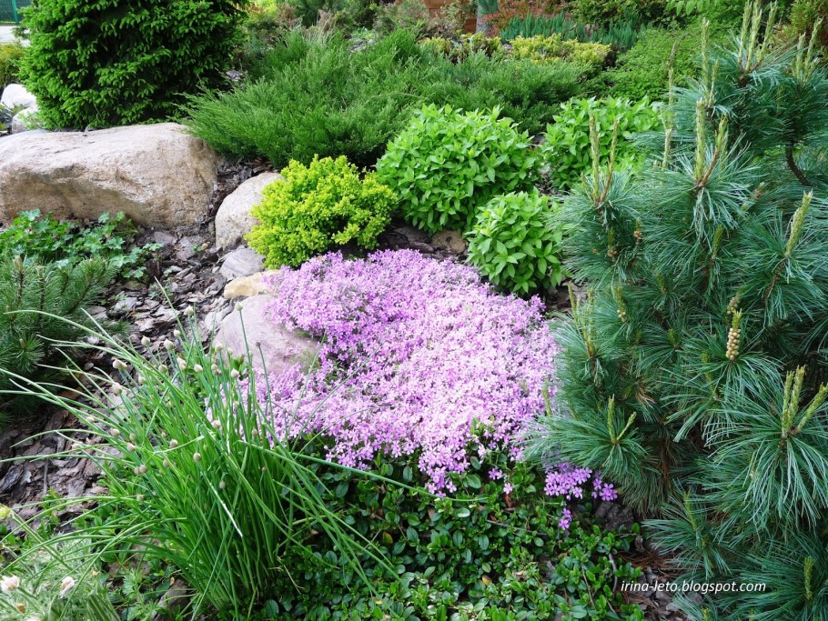 Дерен Компактус