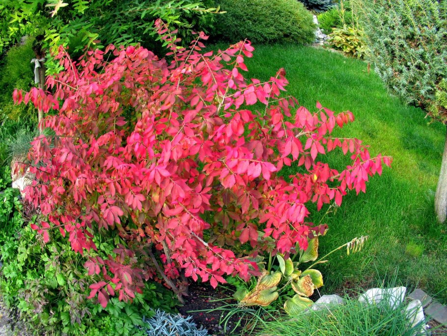 Дерен Компактус