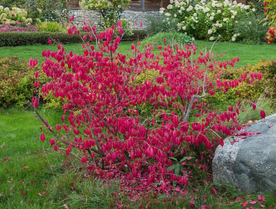 Бересклет крылатый компакта