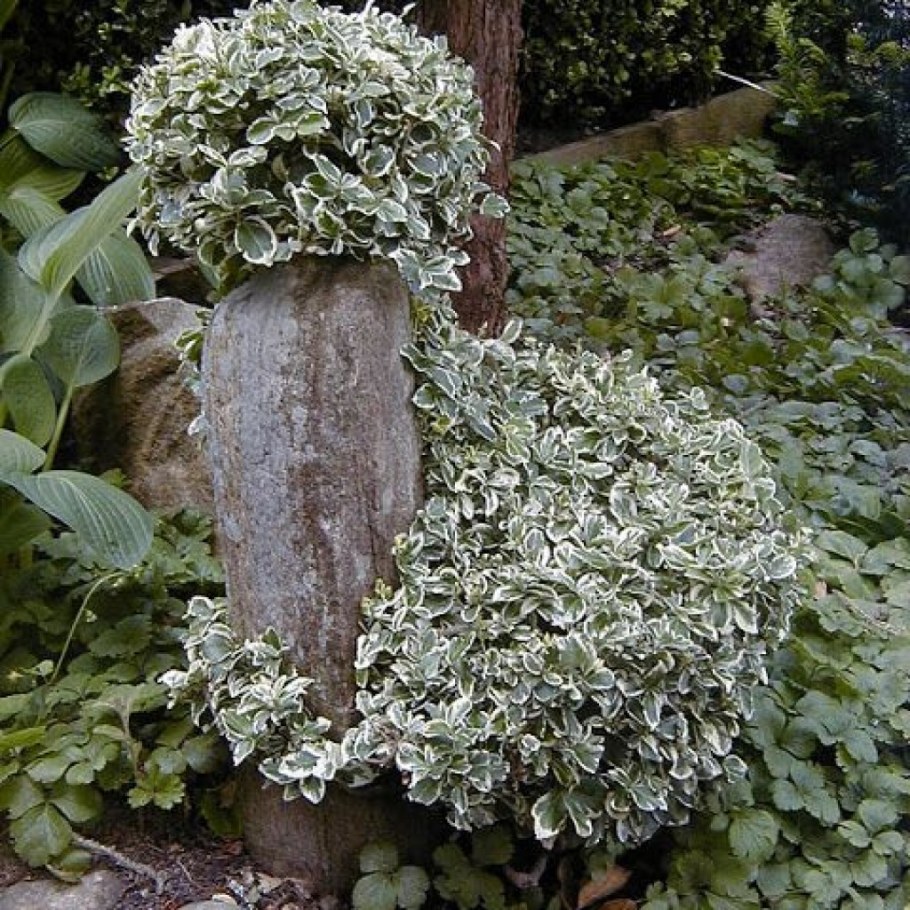 Бересклет Форчуна Арлекин