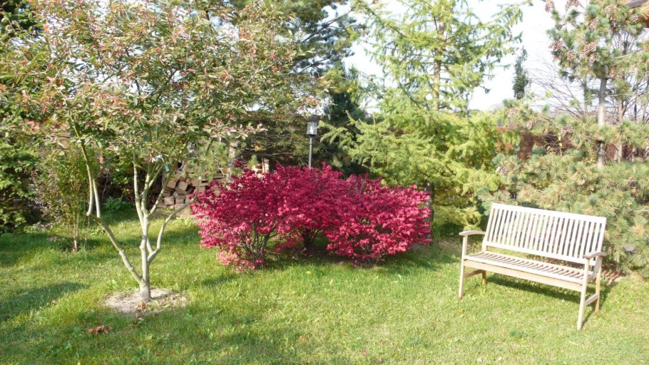 Бересклет крылатый Компактус