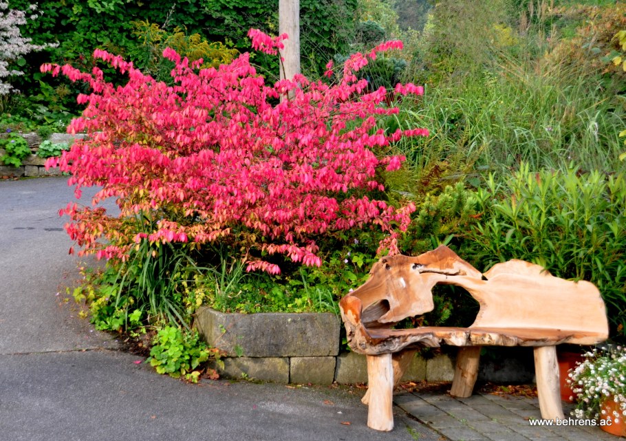 Бересклет Европейский в ландшафтном