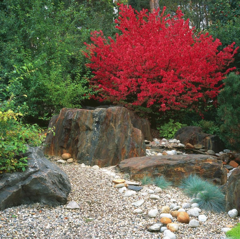 Бересклет Европейский ред Каскад