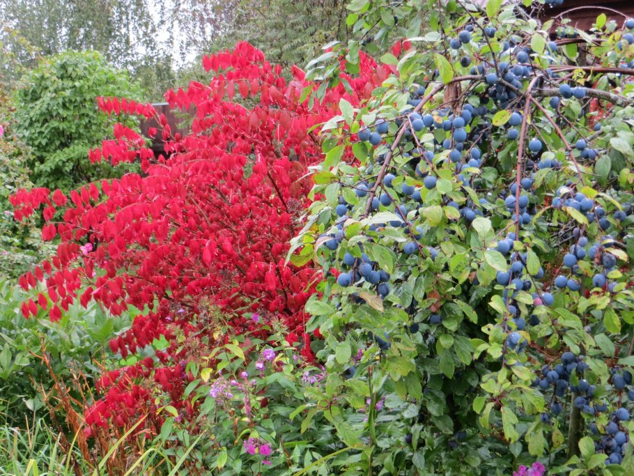 Бересклет крылатый Компактус