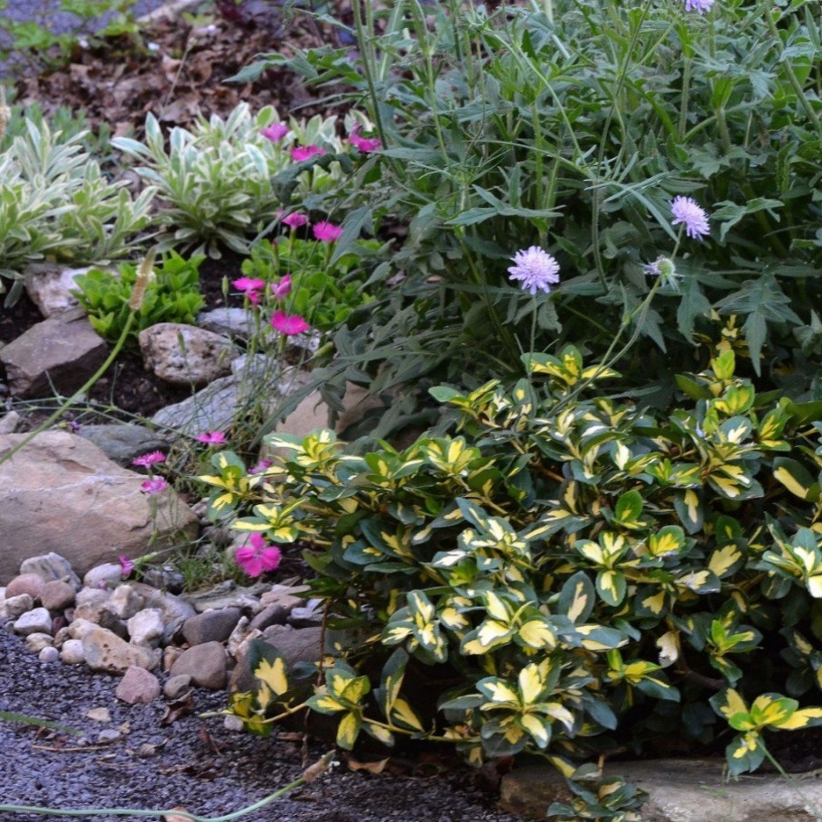 Бересклет Sunspot