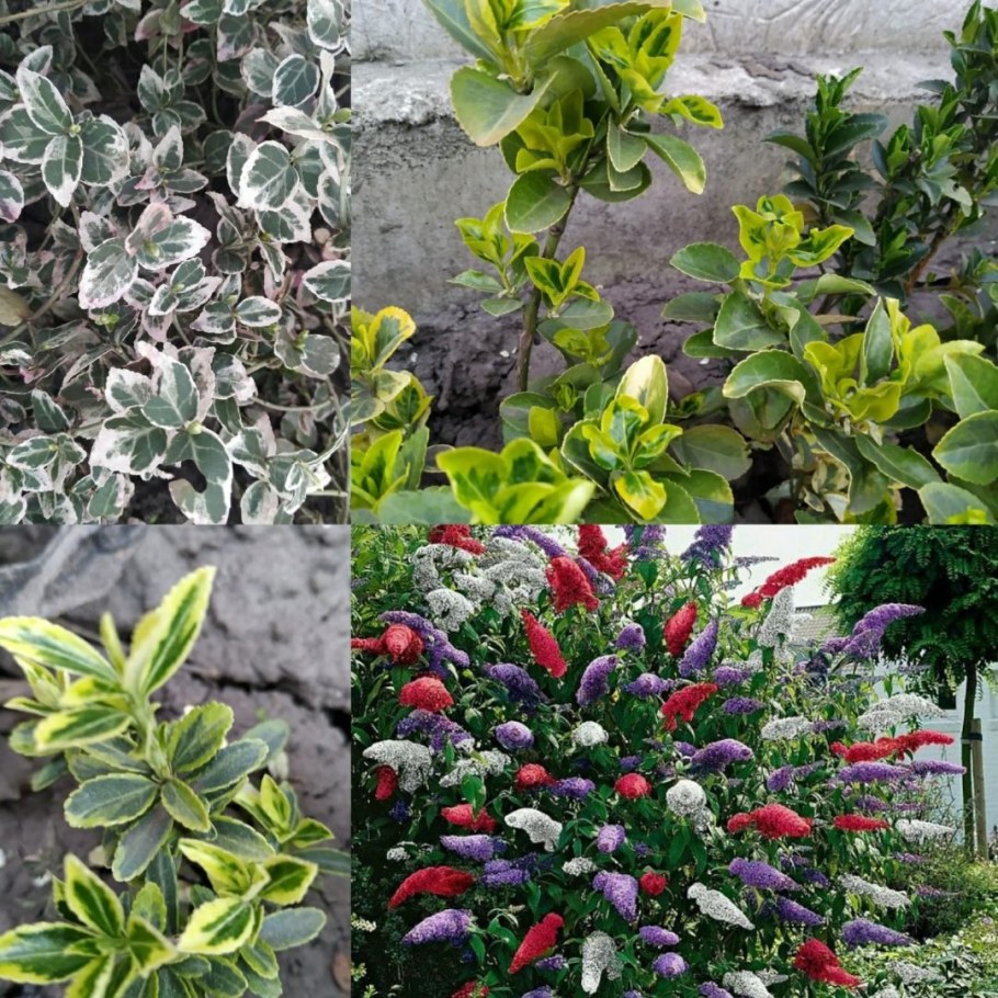 Бересклет японский Форчуна