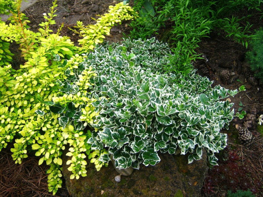 Бересклет Форчуна кустарник