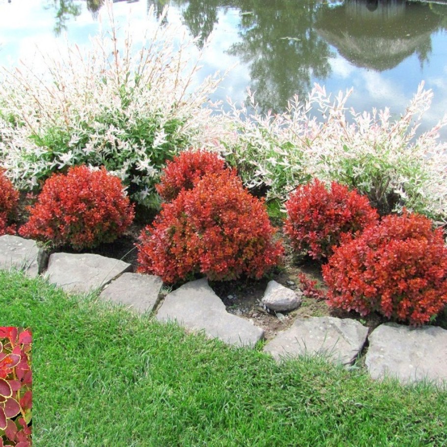 Барбарис Тунберга admiration