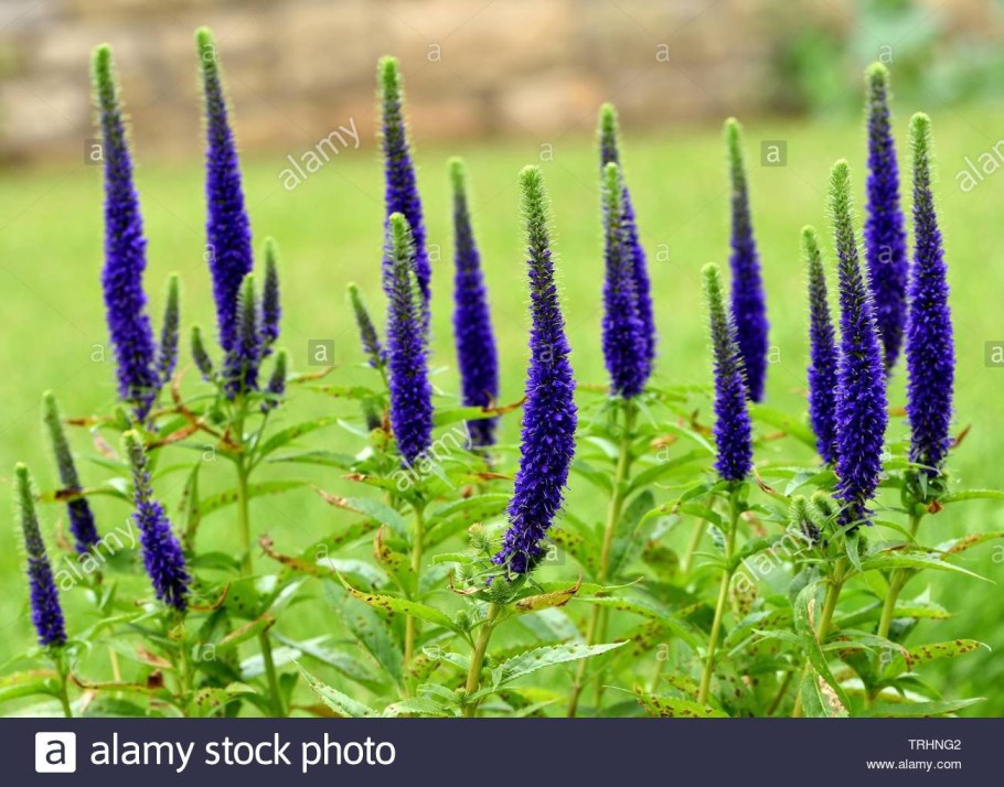 Вероника колосковая Улстер Блю Дварф