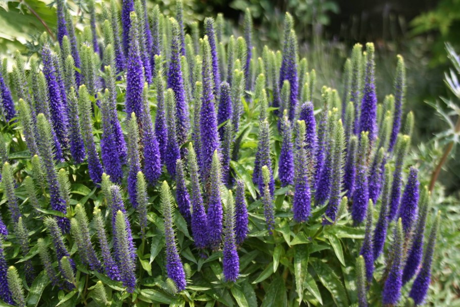 Многолетники Вероника длиннолистная