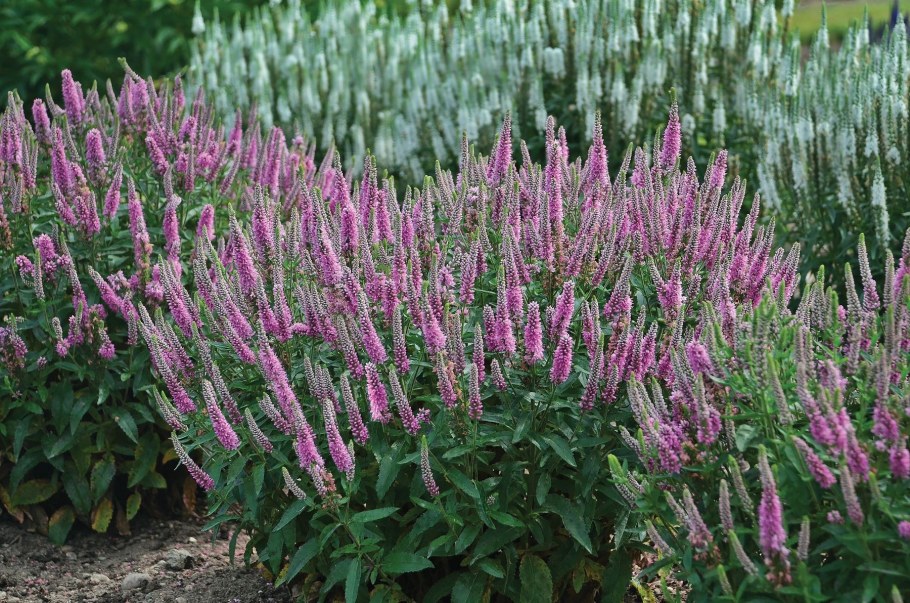 Вероника longifolia ‘Pink Damask’