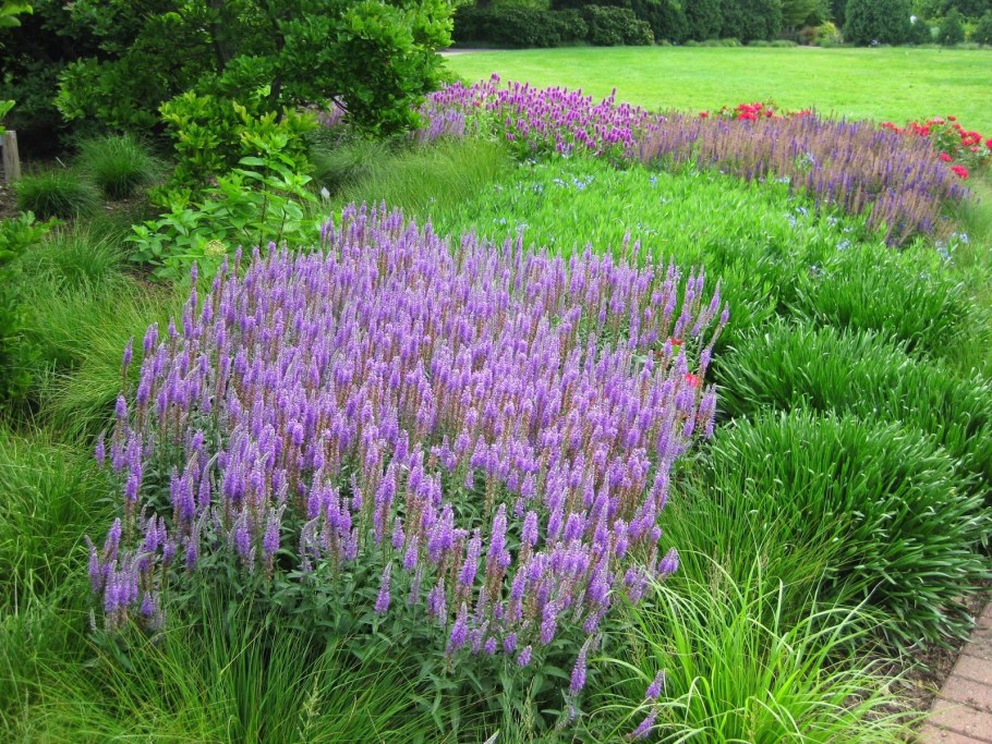 Вероника колосистая в ландшафтном