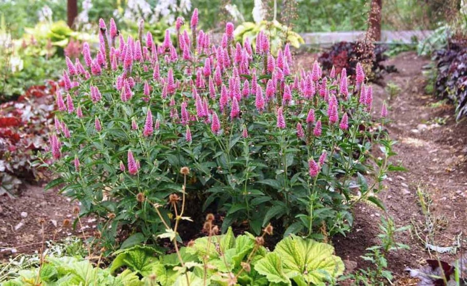 Многолетник Вероника колосковая