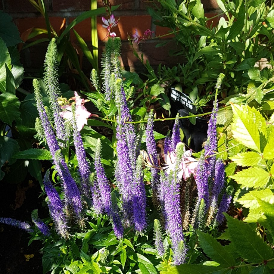 Вероника колосковая Ульстер Блю Дварф