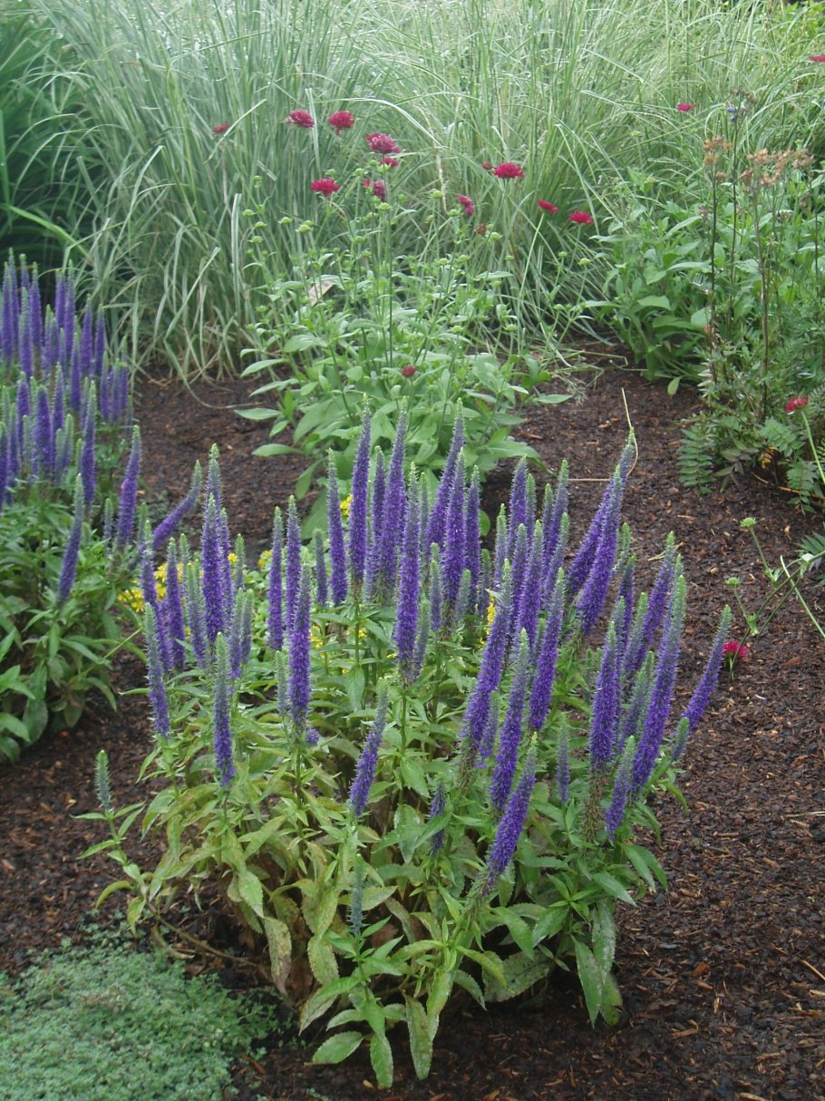 Вероника колосистая голубая в ландшафтном