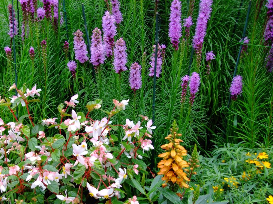 Лиатрис Пикадор