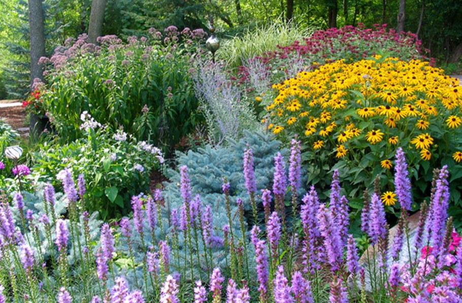 Лиатрис миксбордер