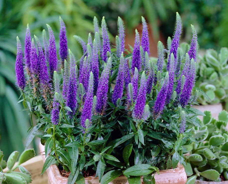 Вероника Алстер Дварф Блю