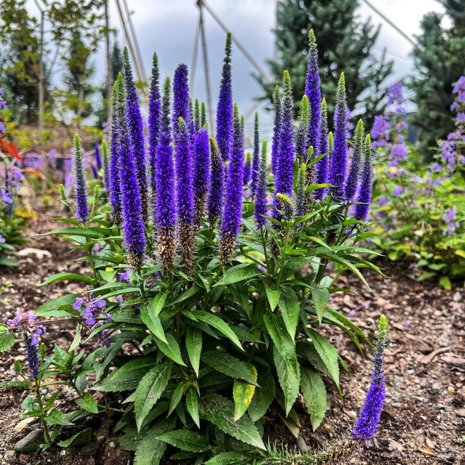 Вероника голубая растение