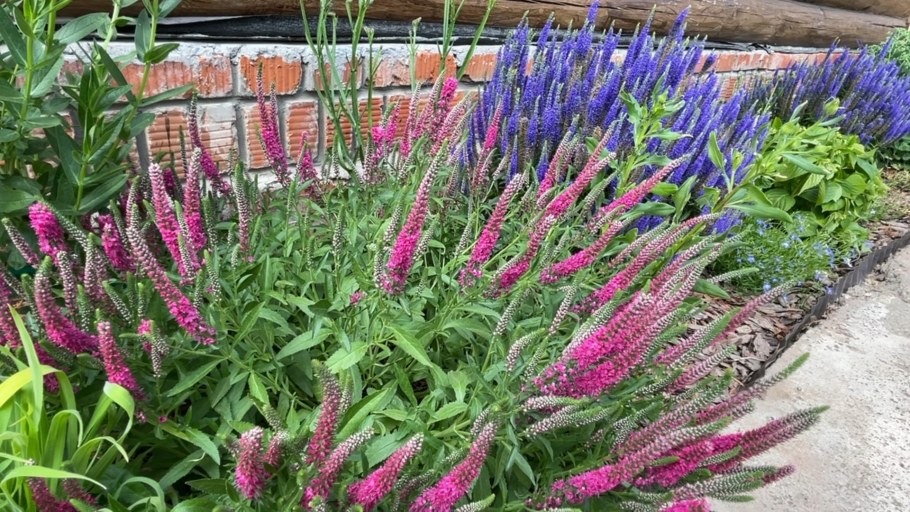 Вероника колосковая Роял Кэндлс