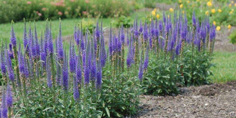 Вероника колосистая/длиннолистная