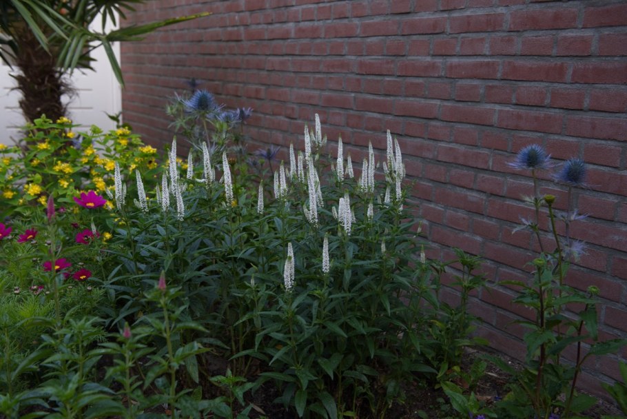 Вероника колосковая Альба