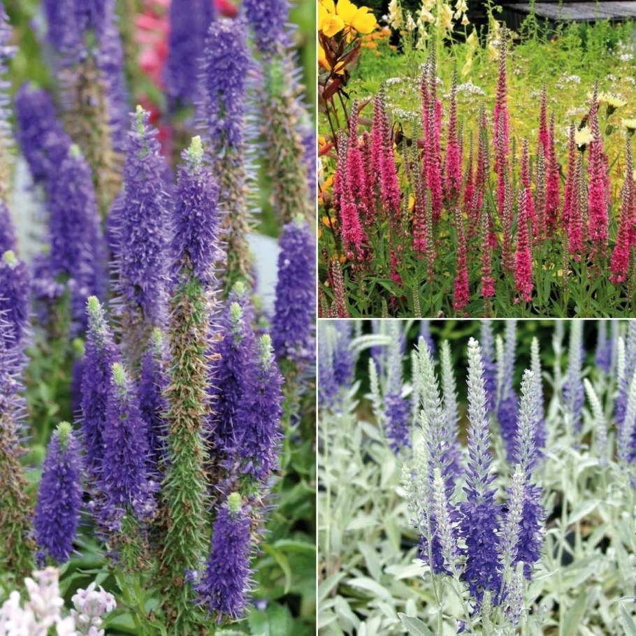 Вероника колосистая Ульстер Дварф Блю