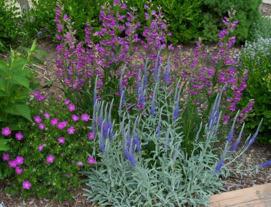 Котовник и Вероника колосистая