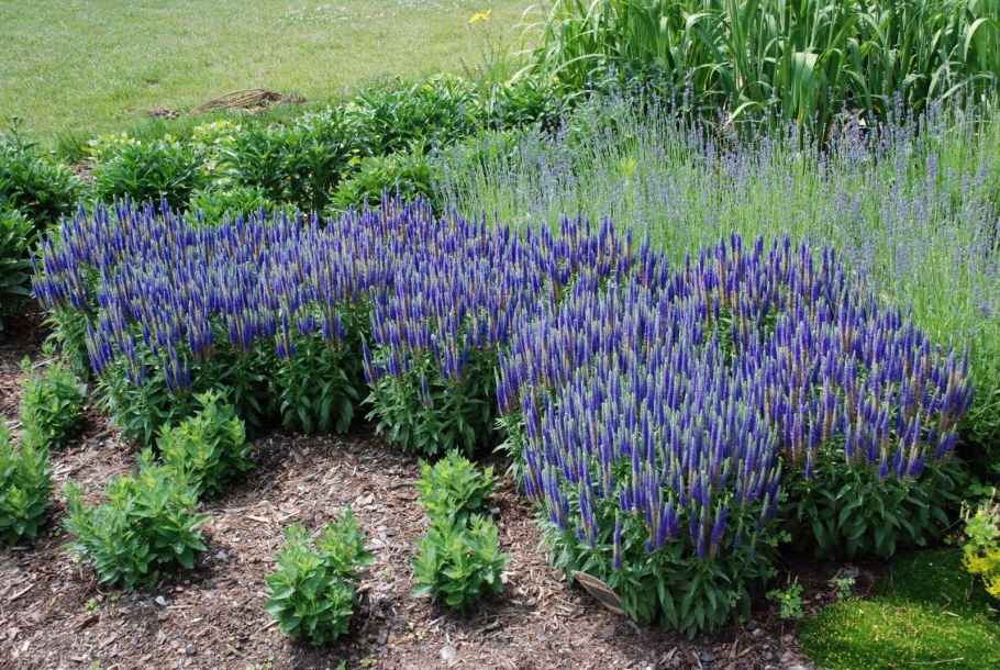 Вероника колосковая Royal Candles