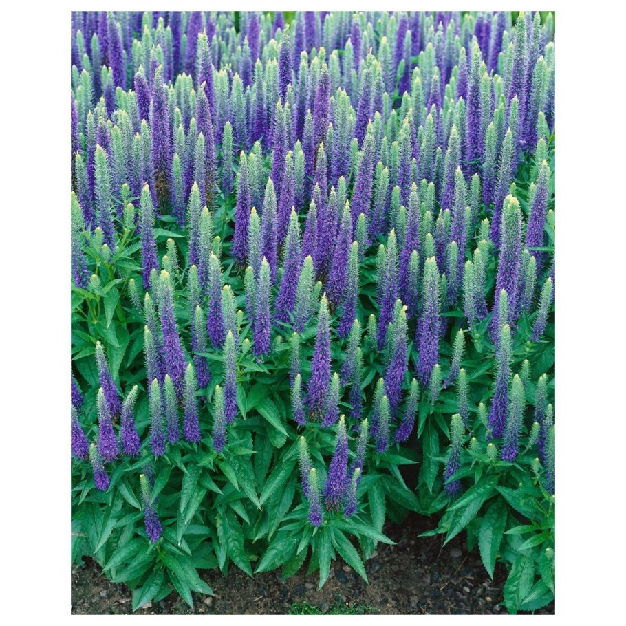 Вероника колосковая Ульстер Блю Дварф