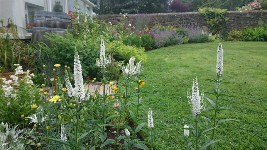 Вероника колосковая Alba