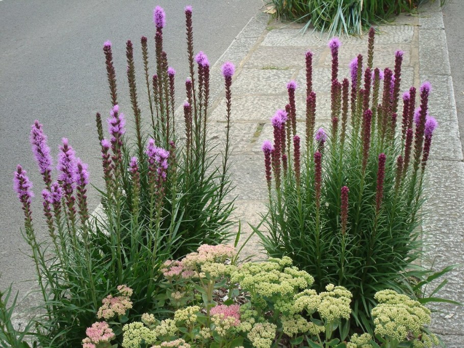 Лиатрис миксбордер