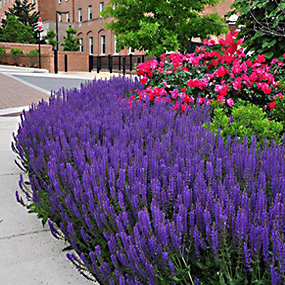 Шалфей Дубравный Plumosa