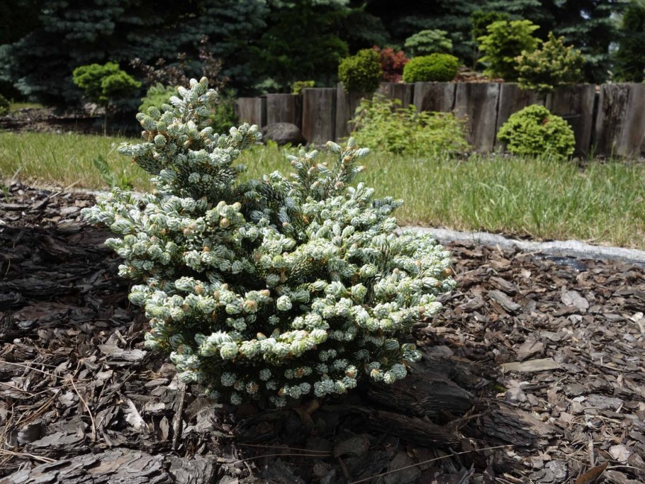 Пихта корейская Icebreaker
