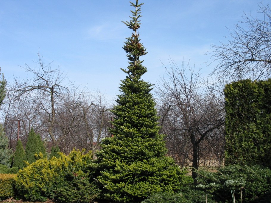 Пихта корейская Люминетта