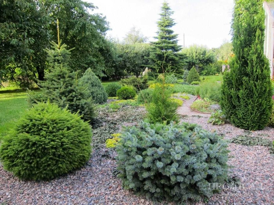 Глаука Глобоза