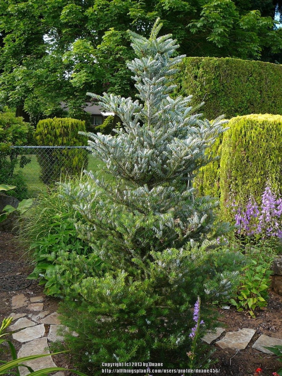 Пихта Хорстманн