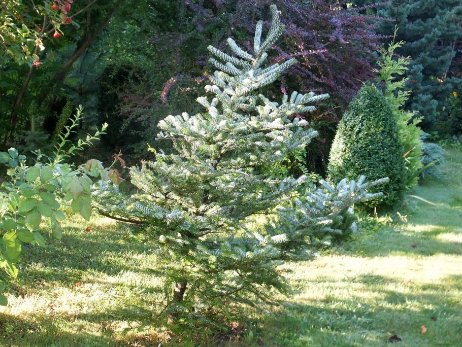 Пихта корейская Сильберлок Abies Koreana Silberlocke