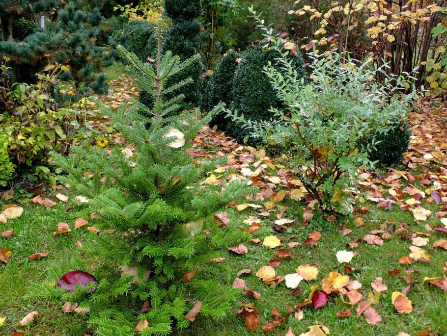 Миксбордеры пихта Abies Koreana