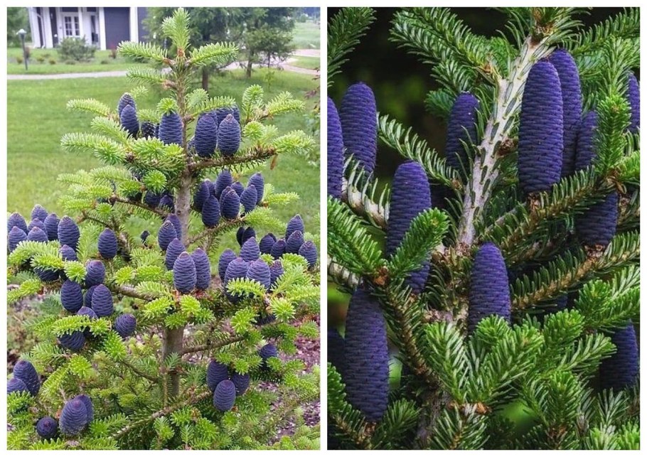 Пихта корейская Сильберлок