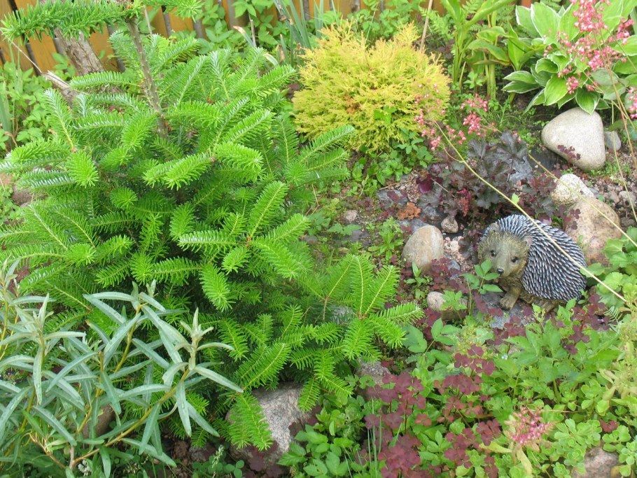 Пихта корейская Molli