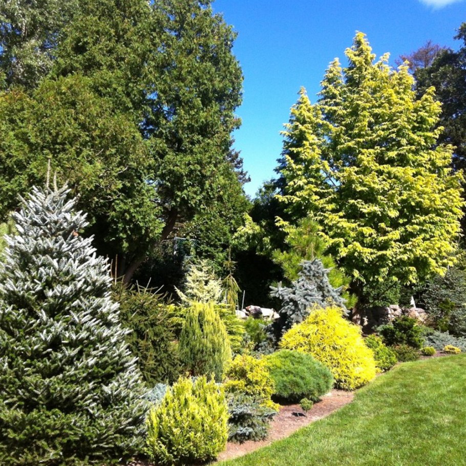 Пихта корейская Сильберлок в композиции ландшафта