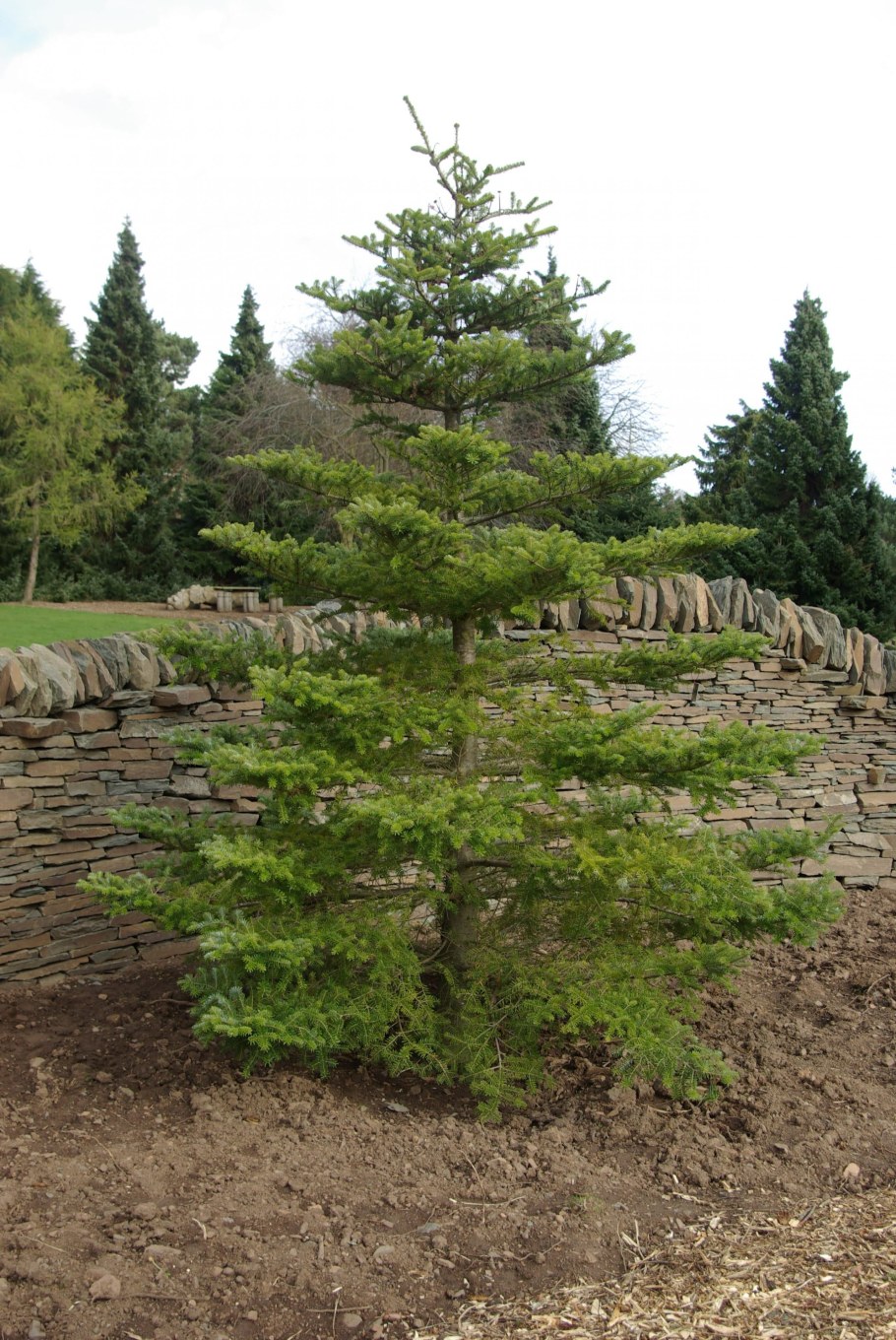 Abies Koreana ниваки