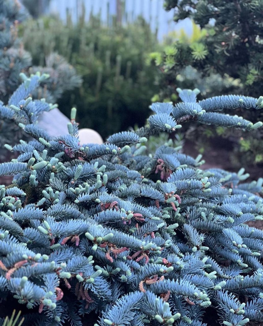 Пихта корейская Блю Эмперор