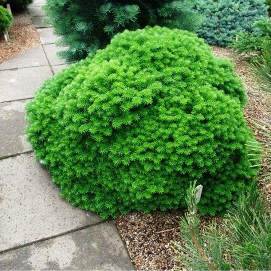 Пихта бальзамическая бриллиант